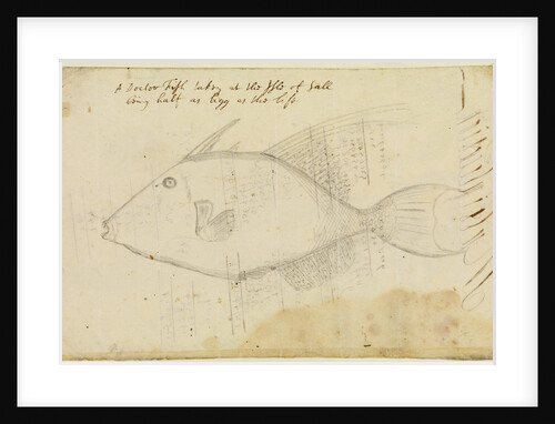 Doctor fish by Edmond Halley