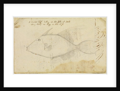Doctor fish by Edmond Halley