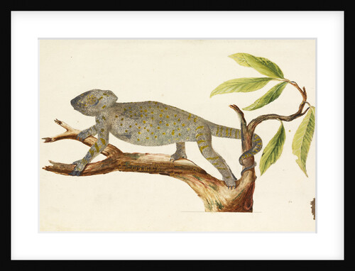 Egyptian chameleon by Richard Waller