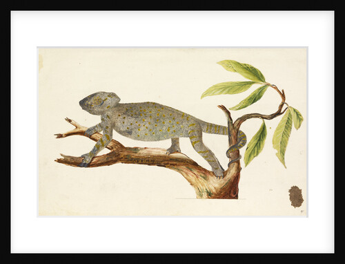Egyptian chameleon by Richard Waller