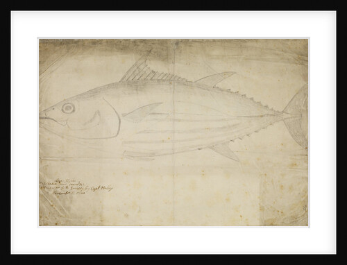 Tuna fish by Edmond Halley