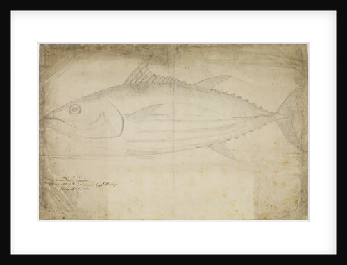 Tuna fish by Edmond Halley