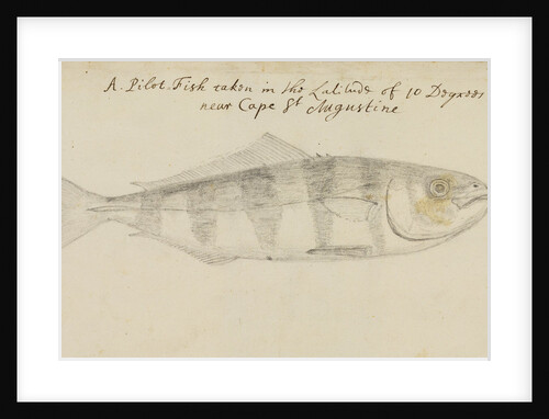 Pilot fish by Edmond Halley