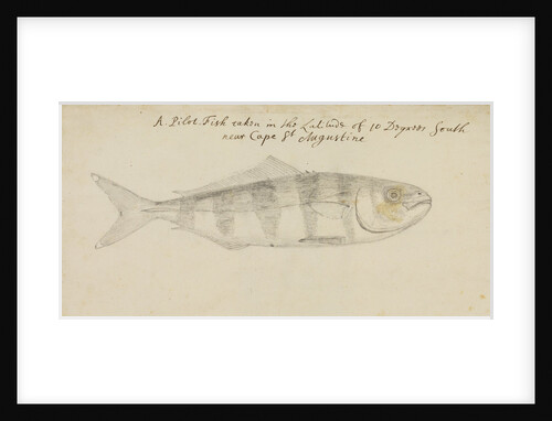 Pilot fish by Edmond Halley