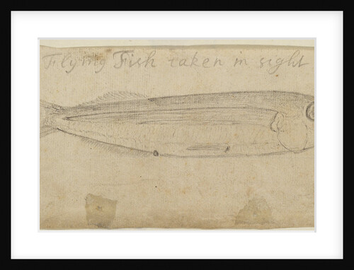 Flying fish by Edmond Halley