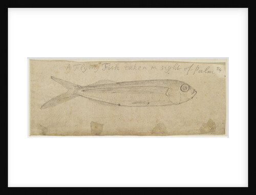 Flying fish by Edmond Halley