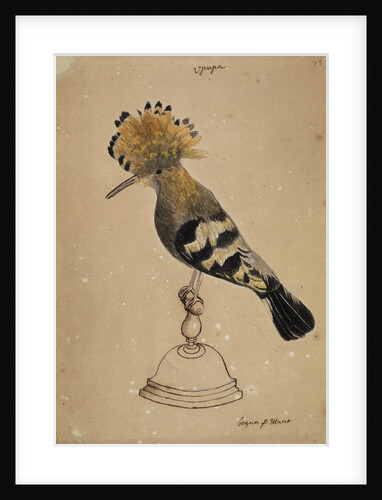 Hoopoe bird by Henry Hunt