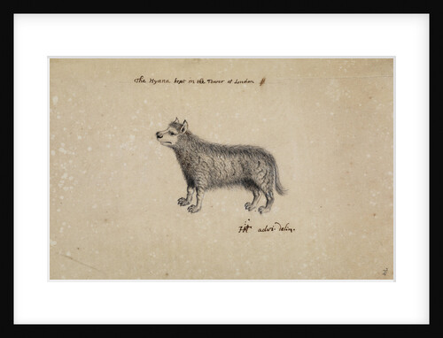 Hyena kept at the Tower of London by Henry Hunt