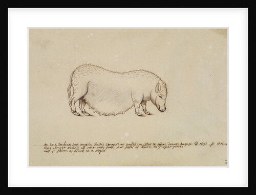 Vietnamese pot-bellied pig by Henry Hunt