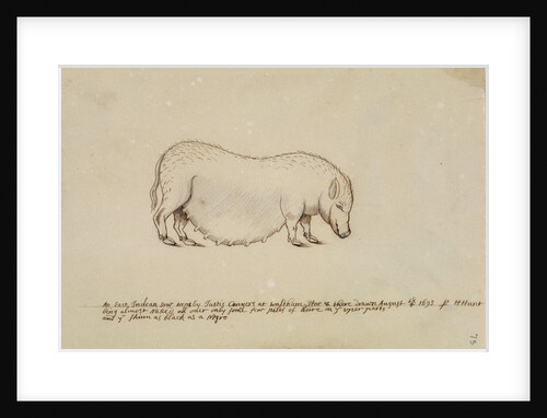 Vietnamese pot-bellied pig by Henry Hunt