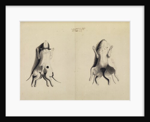 'Monstrous puppy' by Henry Hunt