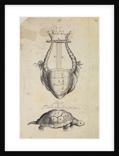 Ancient lyre and tortoise by Thomas Molyneux