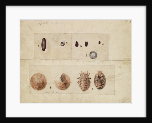 Polish cochineal insects by James Mynde