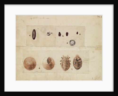 Polish cochineal insects by James Mynde