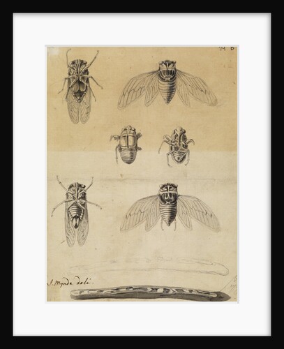Cicadas by James Mynde