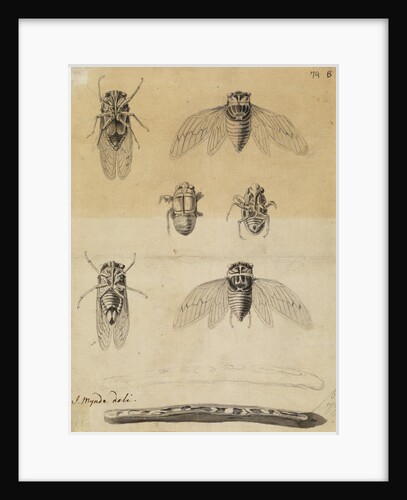 Cicadas by James Mynde