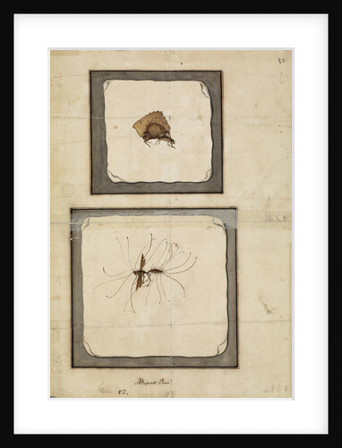 Wasp and locust by A Dupont