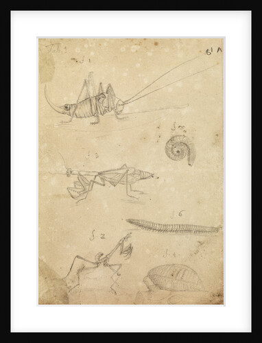 Cricket and two varieties of mantis by Johannes Philippus Breynius