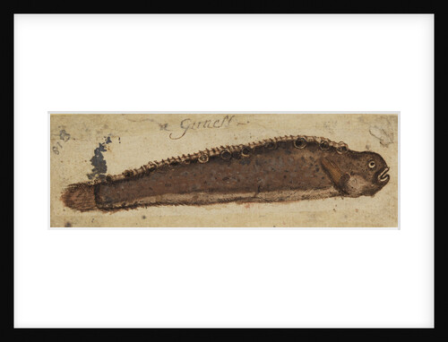 Gunnel fish by Anonymous