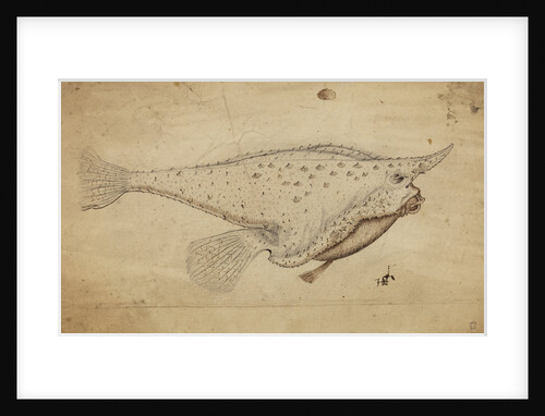 Longnose batfish by Henry Hunt