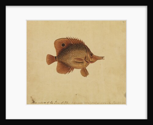 Butterflyfish by George Edwards