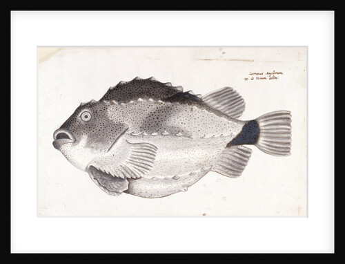 Lumpfish by Henry Hunt