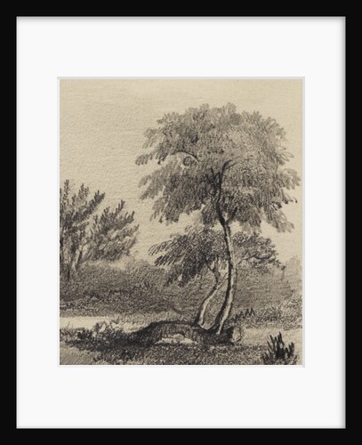 Apple tree at Woolsthorpe Manor by George Rowe