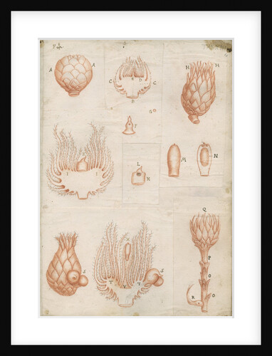 Shoots of oak trees by Marcello Malpighi