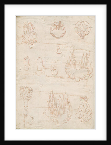 Impressions on the reverse of Tab 13: Shoots of oak trees by Marcello Malpighi