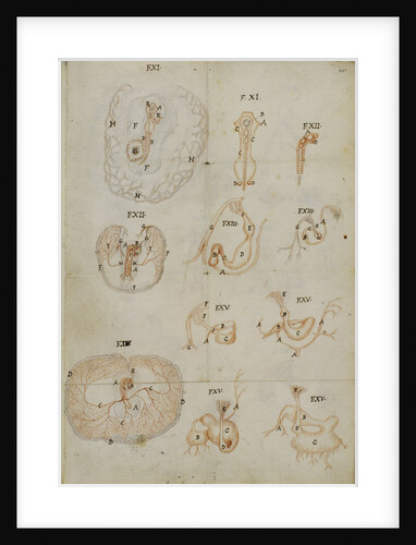 Developmental stages of chicken embryo by Marcello Malpighi