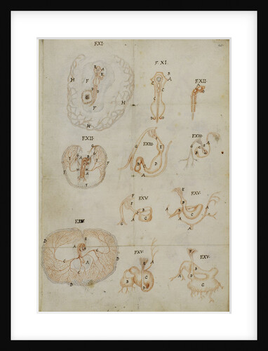 Developmental stages of chicken embryo by Marcello Malpighi