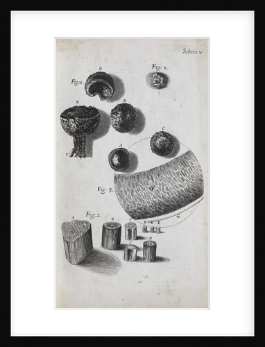 Microscopic view of hair and a shell by Robert Hooke
