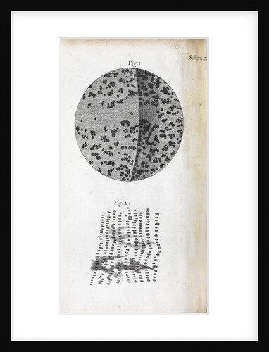 Microscopic views of charcoal by Robert Hooke