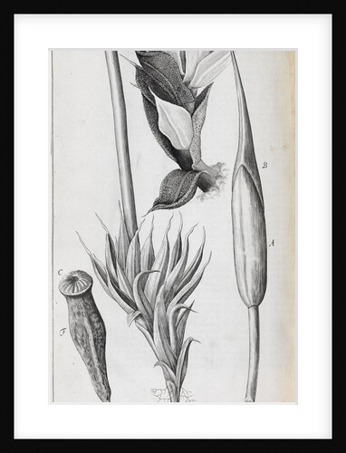 Microscopic views of moss by Robert Hooke