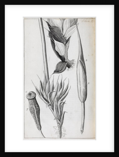 Microscopic views of moss by Robert Hooke