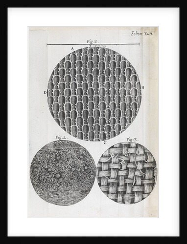 Microscopic views seaweed and rosemary leaf by Robert Hooke