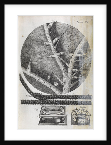 Microscopic views of nettle and wild oat by Robert Hooke
