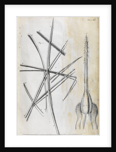 Microscopic views of the cowitch plant and sting of a bee by Robert Hooke