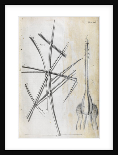 Microscopic views of the cowitch plant and sting of a bee by Robert Hooke