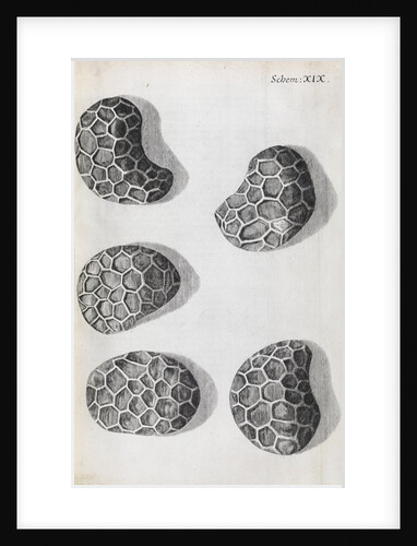 Microscopic views of poppy seeds by Robert Hooke