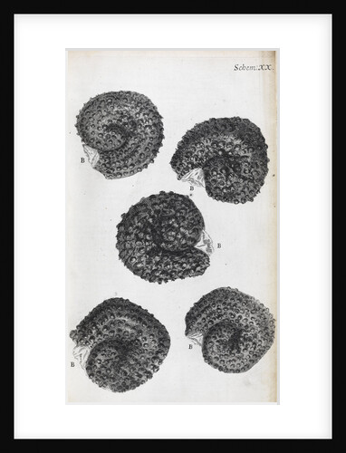 Microscopic views of purslane seeds by Robert Hooke