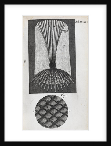 Microscopic views of fish scales by Robert Hooke