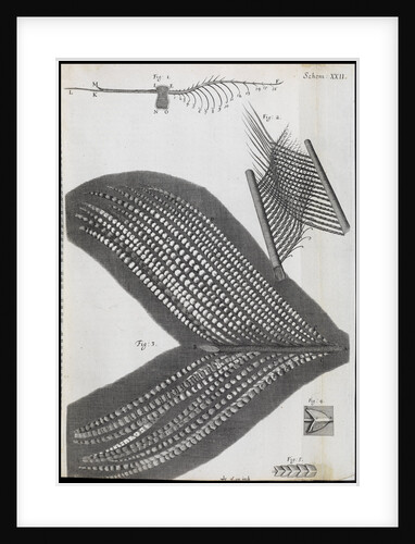Microscopic views of feathers by Robert Hooke