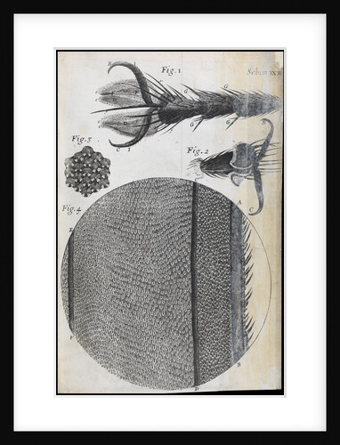 Microscopic views of a fly by Robert Hooke