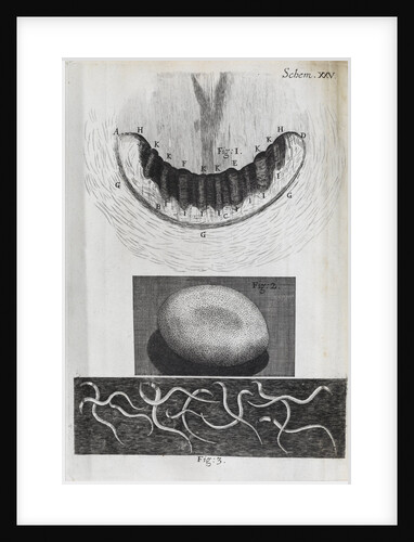 Microscopic views of a snail's teeth, silk-worm's egg and vinegar eels by Robert Hooke