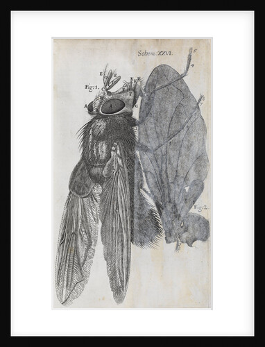 Microscopic views of a blue fly by Robert Hooke