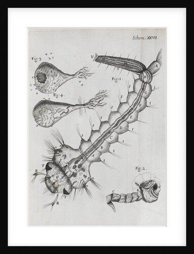 Microscopic views of a water-dwelling insect by Robert Hooke