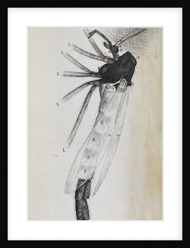 Microscopic views of a gnat by Robert Hooke