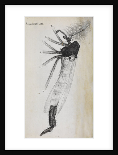 Microscopic views of a gnat by Robert Hooke