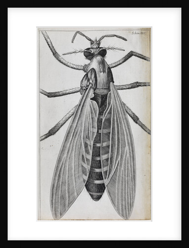 Microscopic views of a female gnat by Robert Hooke
